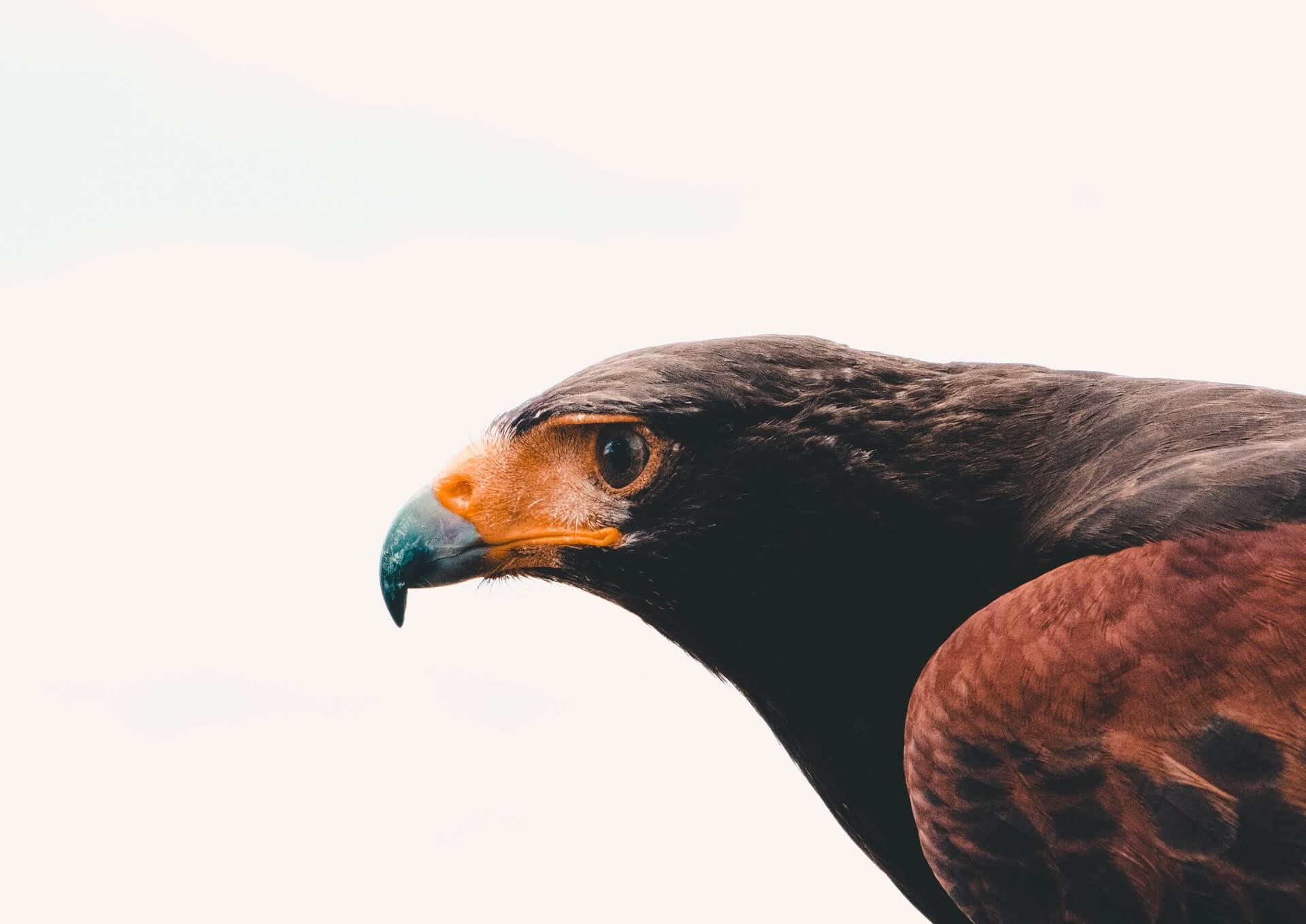 Eagle focusing